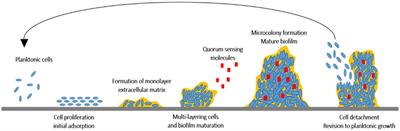 Anti-biofilm activity of marine algae-derived bioactive compounds